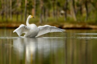 Labut zpevna - Cygnus cygnus - Whooper Swan 3873
